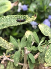 Coccinellini