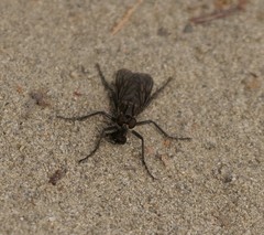 Lasiopogon