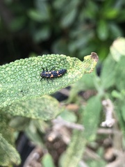 Coccinellini