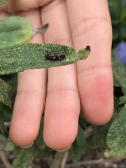Coccinellini