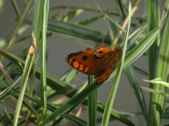 Junonia almana