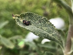 Coccinellini
