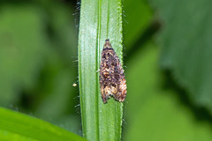 Syricoris