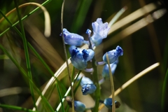 Hyacinthella dalmatica