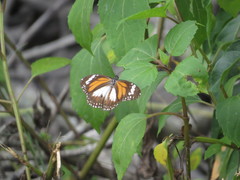 Danaus affinis malayana