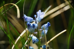 Hyacinthella dalmatica