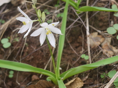 Chlorophytum tuberosum