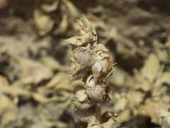 Schweinfurthia papilionacea