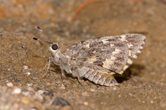 Agathymus baueri freemani