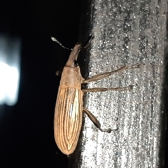 Lixus apterus