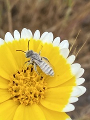 Hesperapis pellucida