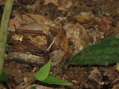 Thauria aliris pseudaliris