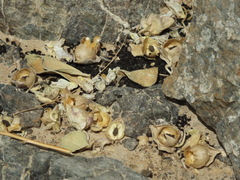 Schweinfurthia papilionacea
