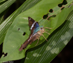 Astraptes