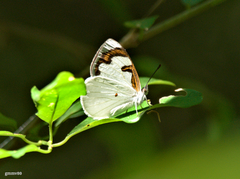 Dynamine myrrhina