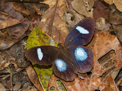 Pierella hortona