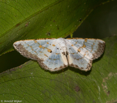 Berberodes cassiteris