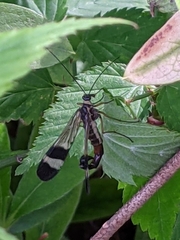 Panorpa japonica