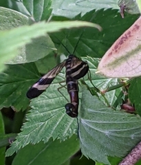 Panorpa japonica