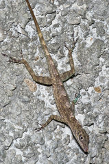Anolis argenteolus