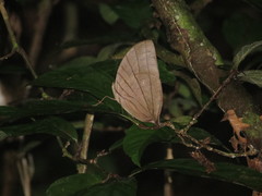 Amathuxidia amythaon