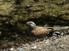 Emberiza striolata