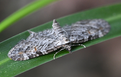 Eupithecia graefii