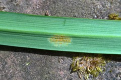 Melampsora galanthi-fragilis