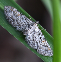 Eupithecia graefii