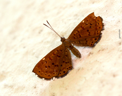 Zabuella tinea