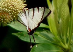 Graphium agetes