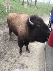Bison