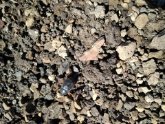 Nyctelia crassecostata