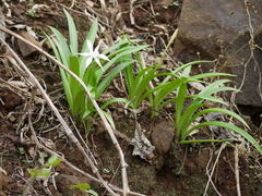 Pancratium triflorum