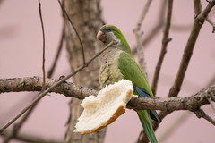 Myiopsitta monachus