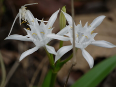 Pancratium triflorum
