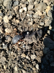 Nyctelia crassecostata