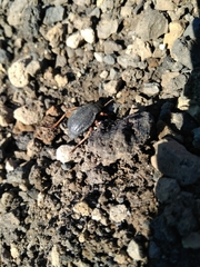 Nyctelia crassecostata