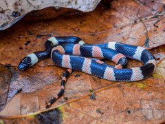 Oxyrhopus petolarius