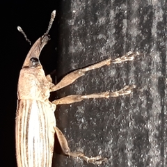 Lixus apterus