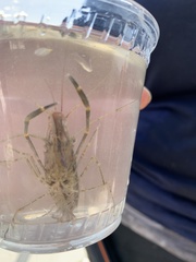 Palaemon macrodactylus