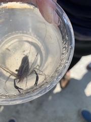 Palaemon macrodactylus