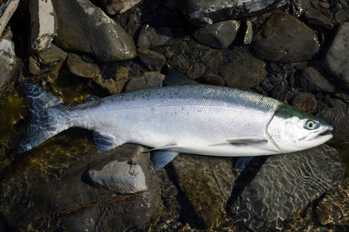 Sockeye Salmon (Washington: Olympic Peninsula) · iNaturalist