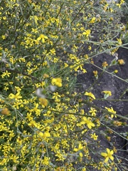 Senecio pubigerus