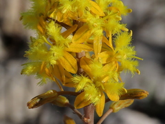 Bulbine alooides