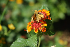 Hylephila phyleus