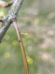 Callirhytis gallaestriatae