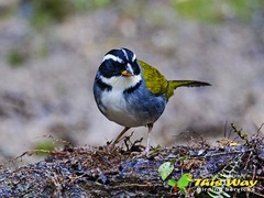 Half-Collared Sparrow photo 2