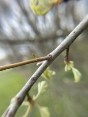 Callirhytis gallaestriatae