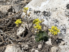 Draba asprella
